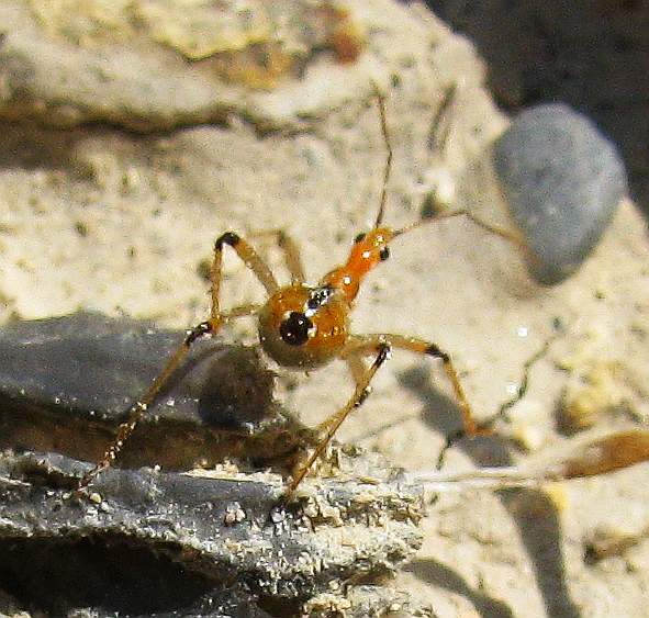 Rhynocoris bipustulatus from Antalya-Turkey